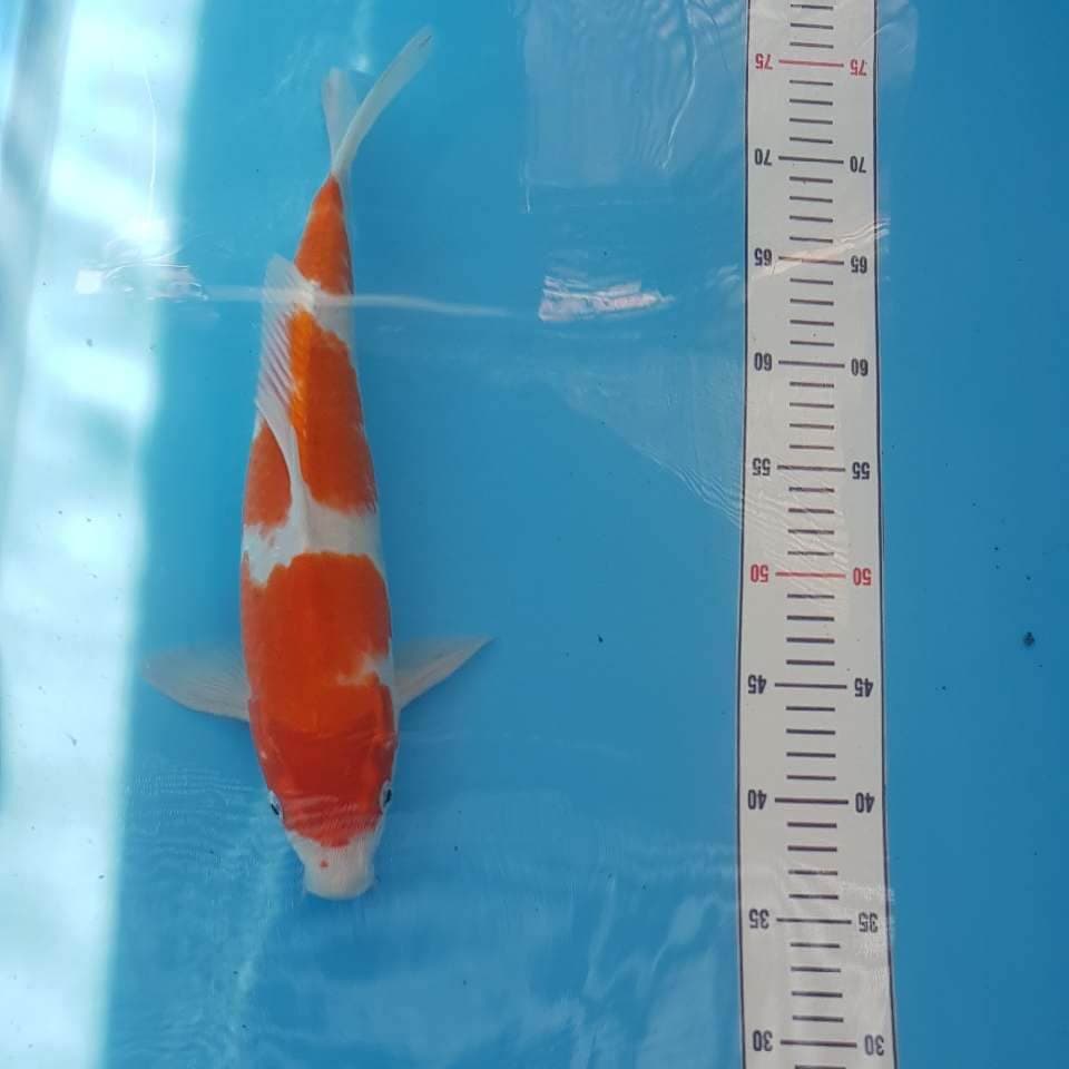 Kohaku Menkaburi