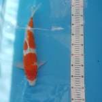 Kohaku Menkaburi