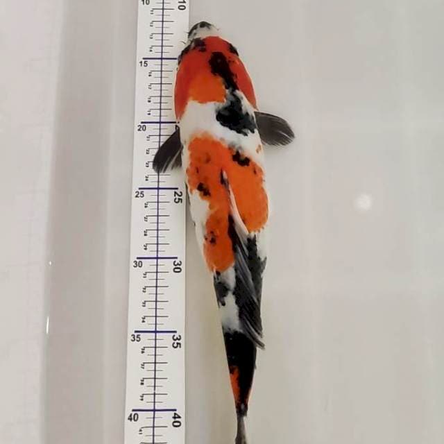showa 34 cm