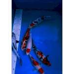 Mix koi 20 - 27cm calon bagus