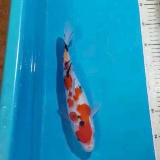 SANKE 27CM 