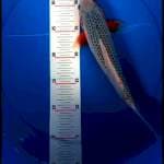 Asagi 30cm merah strong