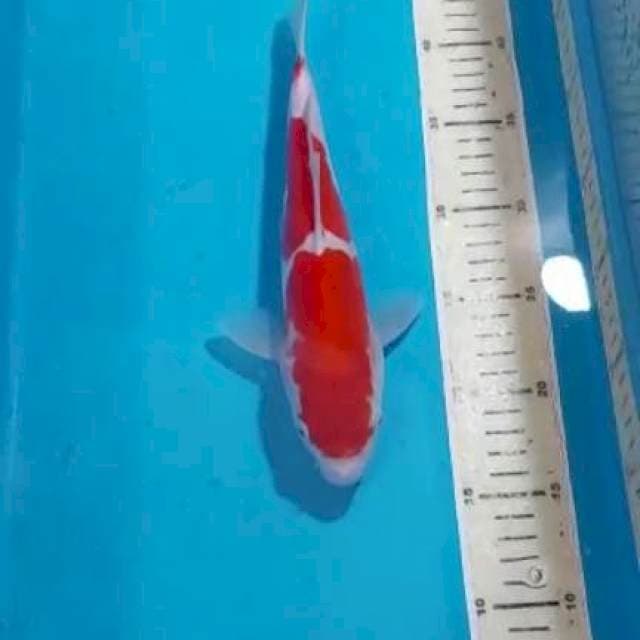 KOHAKU DOIT 28CM