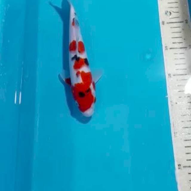 SANKE 24CM
