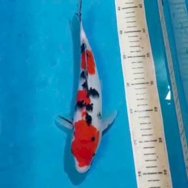 SANKE 30CM
