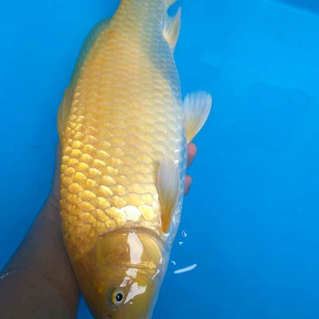 IMPORT KARASHI MARUDO BULKY