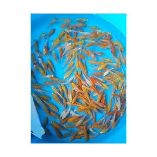 BABY HARIWAKE YAMABUKI, 6 - 8 Cm, 200 Ekor