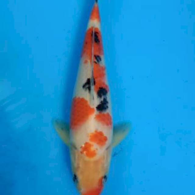 Sanke 22cm