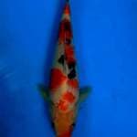 Sanke 22cm