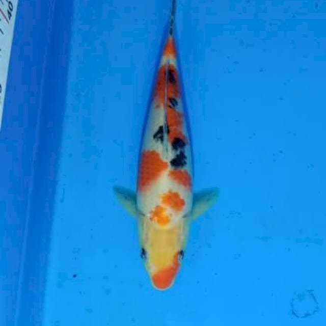 Sanke 22cm
