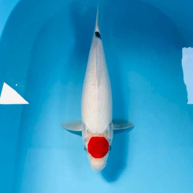 Tancho, 38 cm