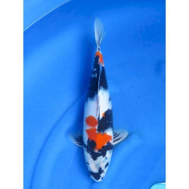 Kindai Showa - 34cm