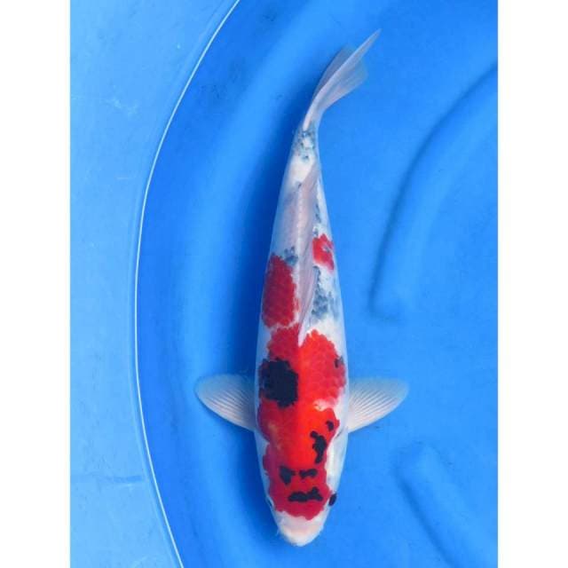 Showa Jumbo - 43cm