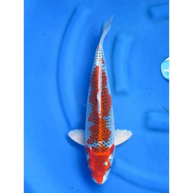 Red Ghosiki - 40cm