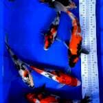 Paket showa 25-30cm 