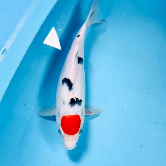 Tancho Sanke,  32 cm