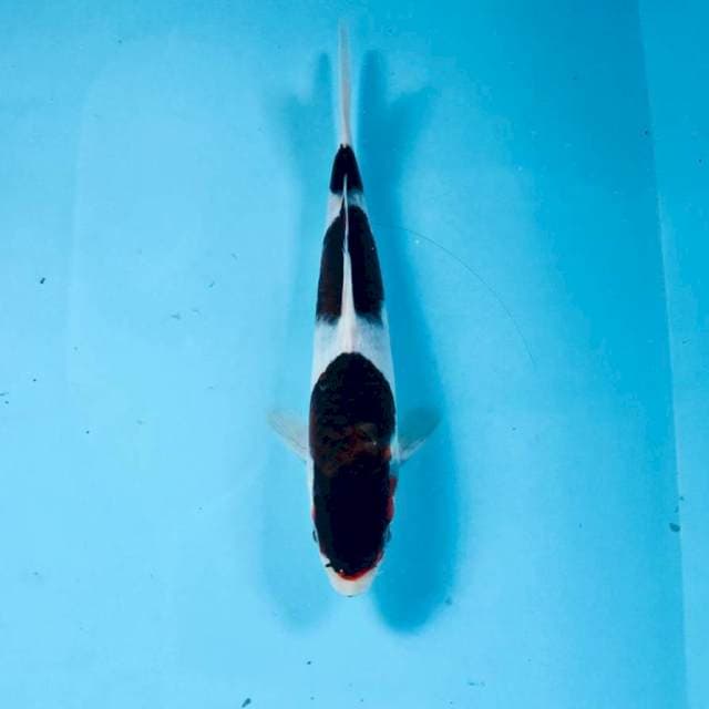 Budo Goromo, 20 cm