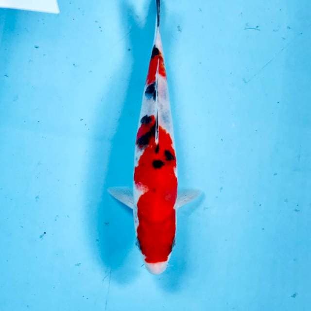 Sanke,  20 cm
