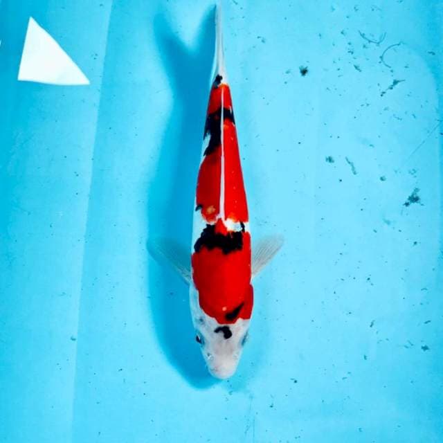 Doitsu, 25 cm