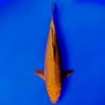 Chagoi tembaga 32cm