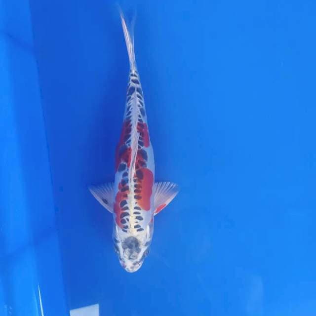 Kiko 19 cm