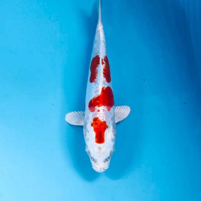 Kikushui, 23 cm