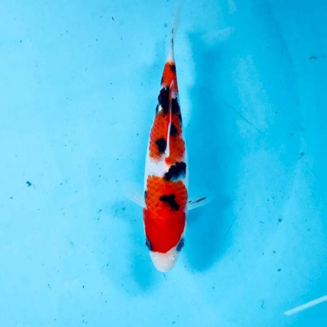 Sanke, 17 cm