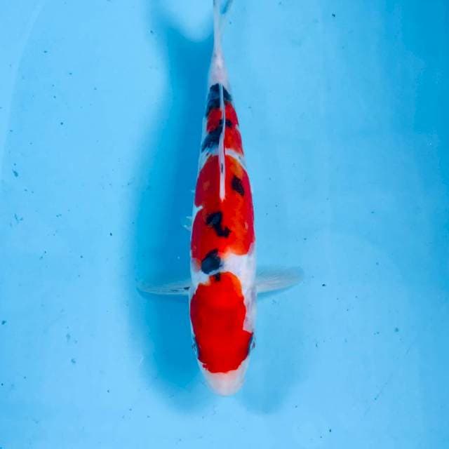 Sanke Doitsu, 22 cm