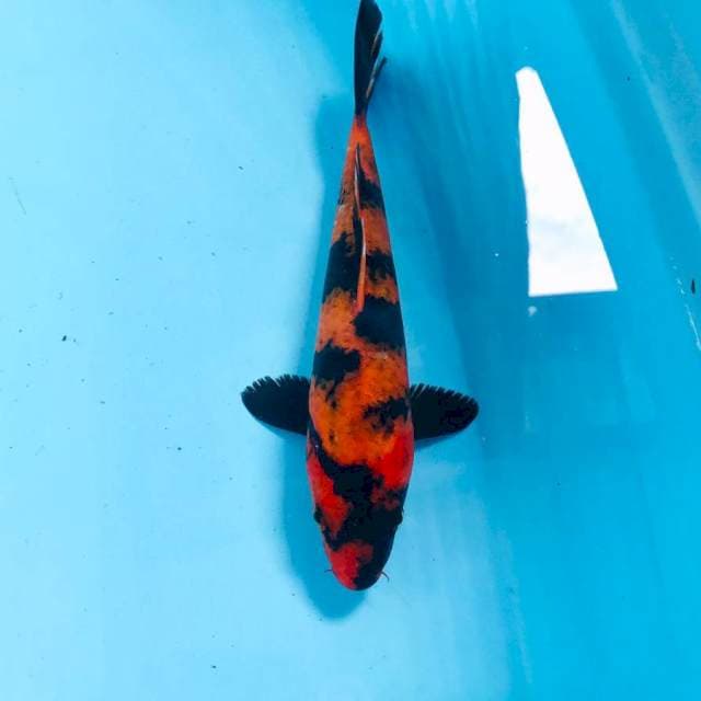 Hi Utsuri, 23 cm