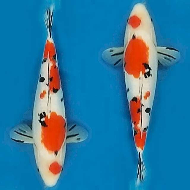 Sanke doitsu 36cm