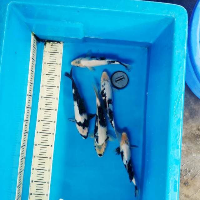 Mix shiro sumi janges putih