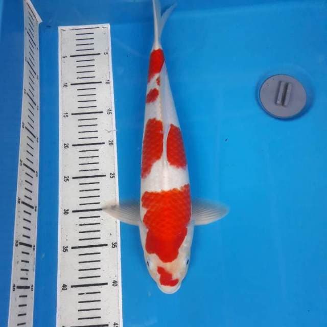 Kohaku bagus