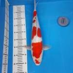 Kohaku bagus