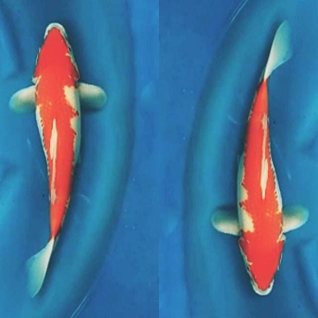 Kohaku 40cm