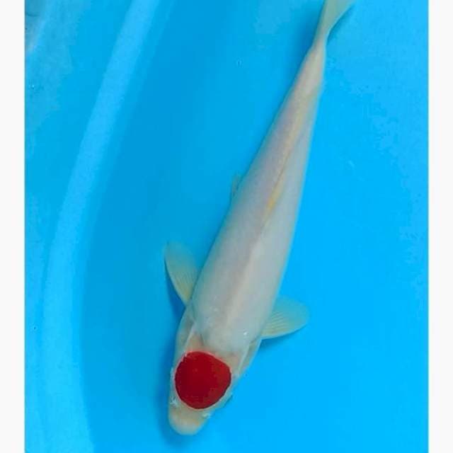 Tancho kohaku