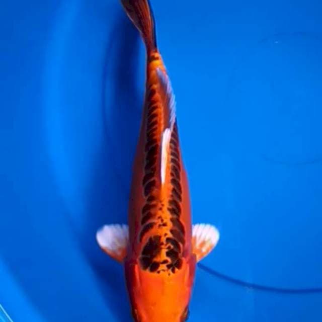 Mizuho 27 cm