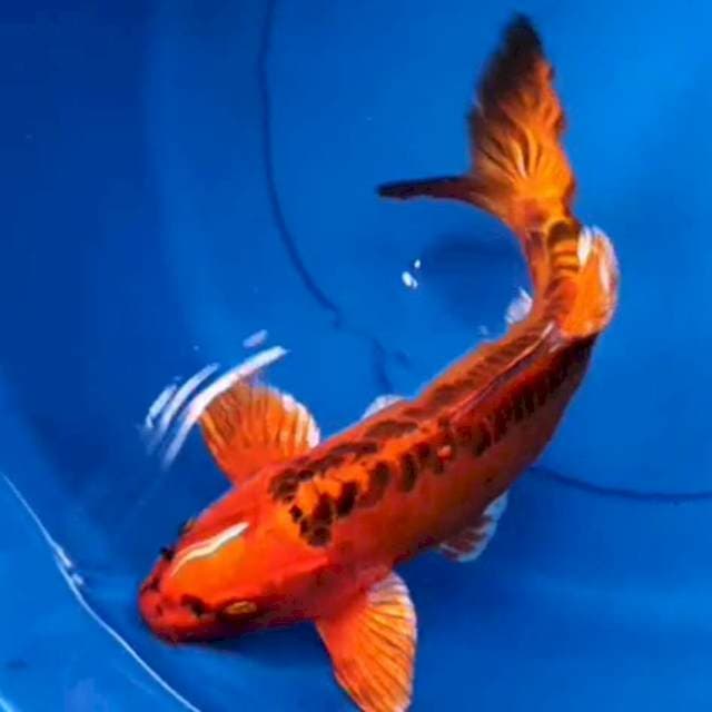 Mizuho 28 cm