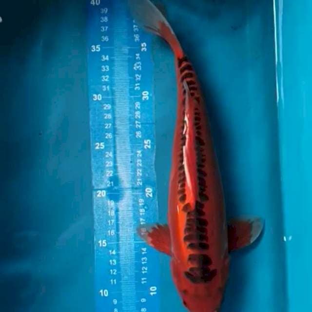 Mizuho 35 cm