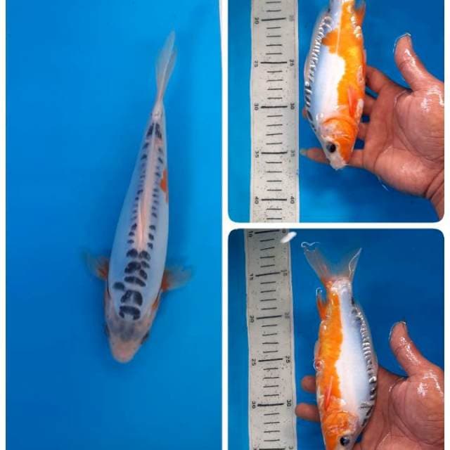 Baby shusui 22cm 