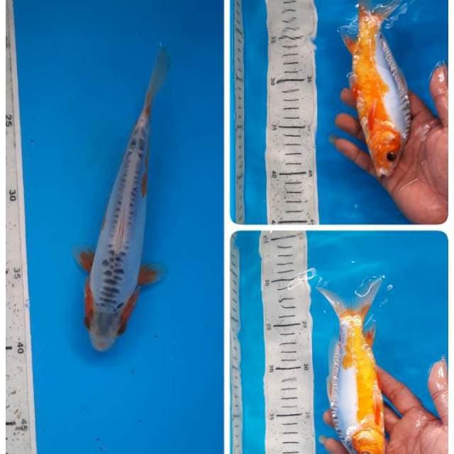 Baby shusui 19cm 