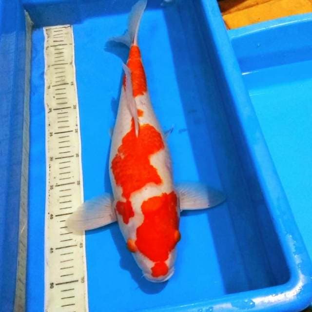 50cm kohaku hanatsuki female