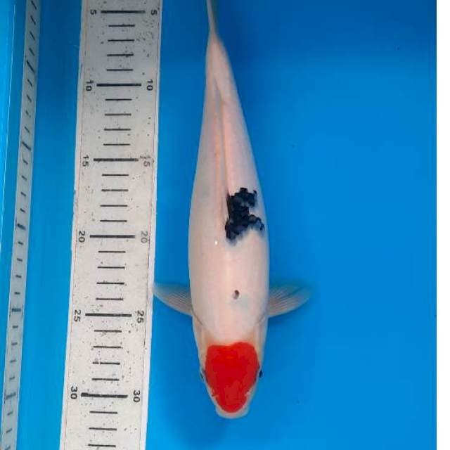 Tancho sanke 28cm