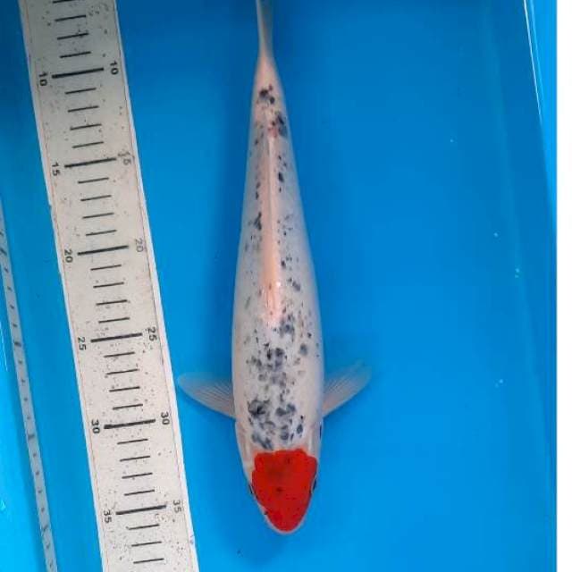 Tancho goshiki 32cm 