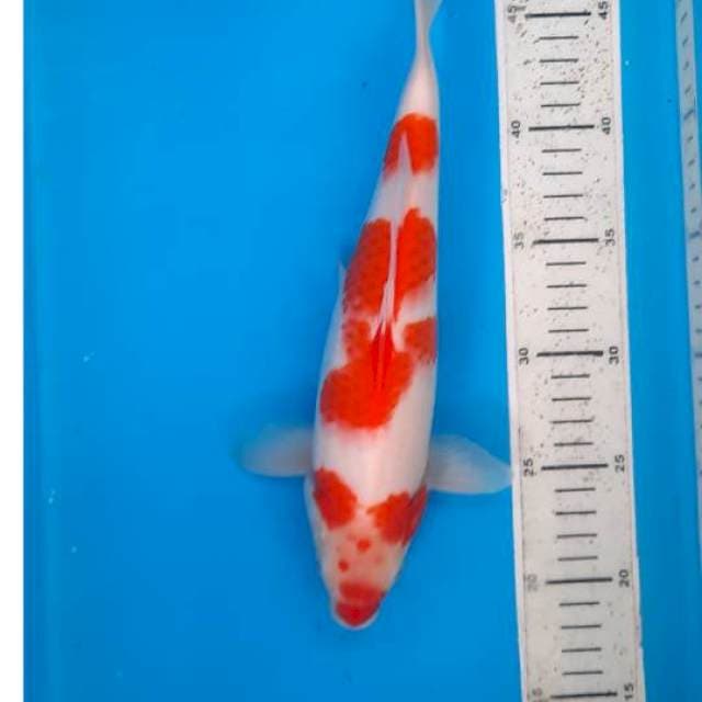 Kohaku 29cm