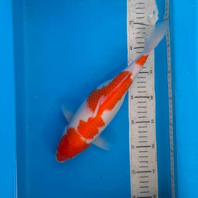 Kohaku 33cm 