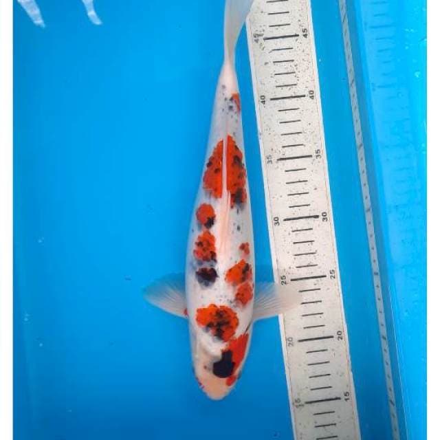 Goshiki 33cm