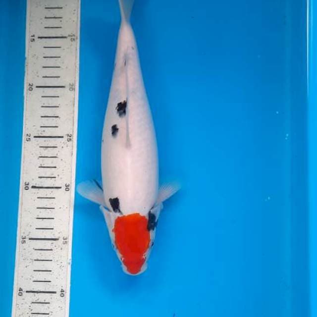 Tancho sanke 28cm