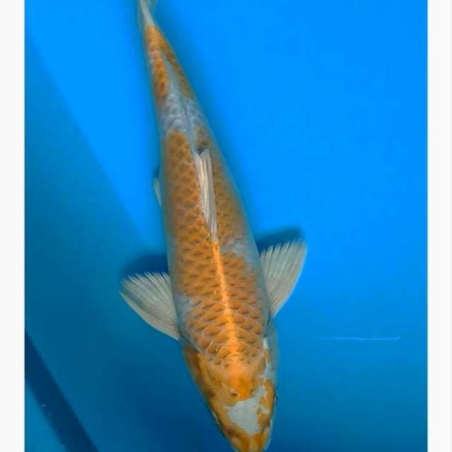Hariwake