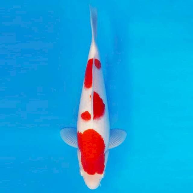 KENZEI 4 ~ KOHAKU ™