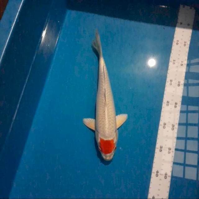 Tc.sakura ogon 30cm